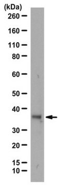 Anti-HOXB13 Antibody from rabbit, purified by affinity chromatography