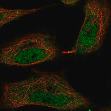 Anti-TMEM107 antibody produced in rabbit Prestige Antibodies&#174; Powered by Atlas Antibodies, affinity isolated antibody