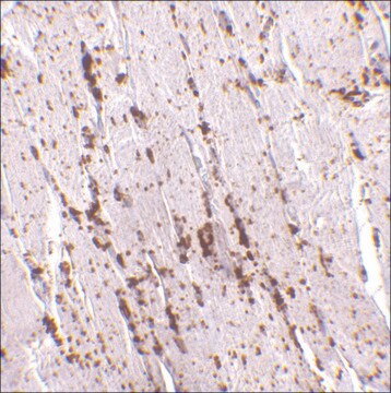 Anti-LIMP2 antibody produced in rabbit affinity isolated antibody, buffered aqueous solution