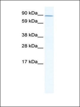 Anti-ZHX2 (AB2) antibody produced in rabbit IgG fraction of antiserum