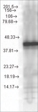 Monoclonal Anti-YDJ1 antibody produced in mouse clone 1G10.H8, 1&#160;mg/mL, purified immunoglobulin