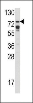 ANTI-B-RAF (S601) antibody produced in rabbit affinity isolated antibody, buffered aqueous solution