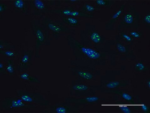 抗PES1抗体 マウス宿主抗体 IgG fraction of antiserum, buffered aqueous solution