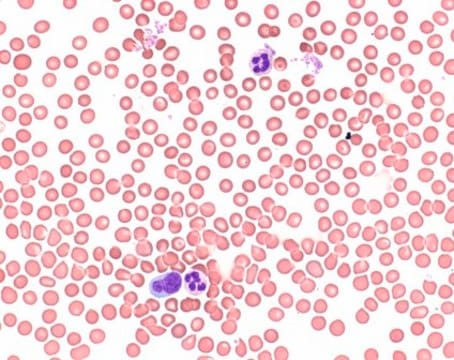 Wrights Azur-Eosin-Methylenblaulösung for microscopy