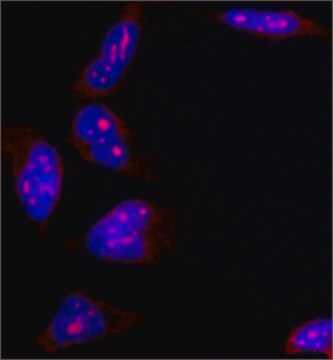 抗B23抗体, マウスモノクロナール clone FC82291, purified from hybridoma cell culture