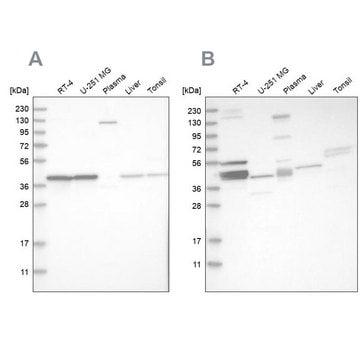 Anti-MRPL38 antibody produced in rabbit Prestige Antibodies&#174; Powered by Atlas Antibodies, affinity isolated antibody, buffered aqueous glycerol solution, Ab1