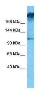 Anti-WDR7 (C-terminal) antibody produced in rabbit affinity isolated antibody