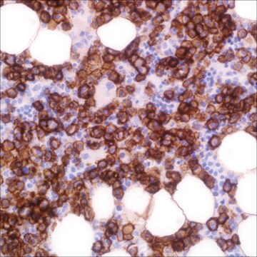 CD138 (EP201) Rabbit Monoclonal Primary Antibody clone EP201, unconjugated, Cell Marque&#8482;