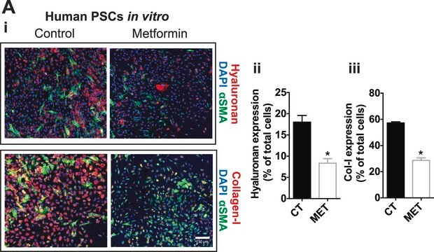 Anticorpo monoclonale di topo anti-actina, &#945;-muscolo liscio - Cy3&#8482; clone 1A4, purified from hybridoma cell culture