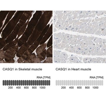 抗CASQ1抗体 ウサギ宿主抗体 Prestige Antibodies&#174; Powered by Atlas Antibodies, affinity isolated antibody, buffered aqueous glycerol solution