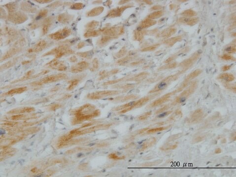 Monoclonal Anti-HHIP antibody produced in mouse clone 5D11, purified immunoglobulin, buffered aqueous solution