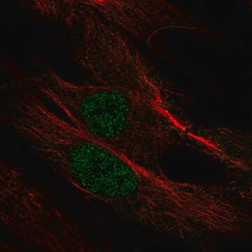 Przeciwciało anty-Myf6 wytwarzane u królików Prestige Antibodies&#174; Powered by Atlas Antibodies, affinity isolated antibody, buffered aqueous glycerol solution