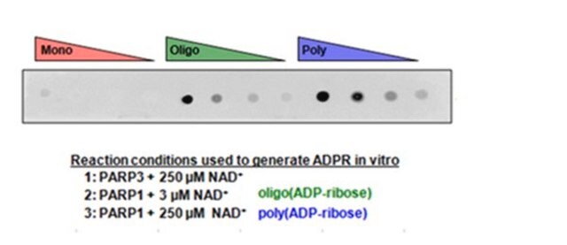 抗-聚ADP核糖结合试剂 Anti-poly-ADP-ribose binding reagent is a reagent that selectively binds to ADP ribose for use in Western Blotting, Immunocytochemistry and Dot Blot.