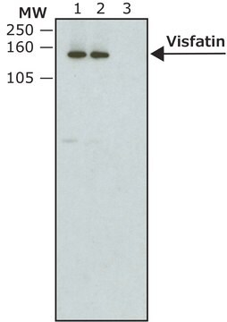 Monoklonaler Anti-V5-Antikörper clone V5-10, purified immunoglobulin, lyophilized powder