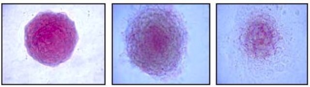 アルカリホスファターゼ検出キット This Alkaline Phosphatase Detection Kit is a specific &amp; sensitive tool for the phenotypic assessment of Embryonic Stem (ES) cell differentiation by the determination of AP activity.