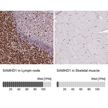 Anti-SAMHD1 antibody produced in rabbit Prestige Antibodies&#174; Powered by Atlas Antibodies, affinity isolated antibody, buffered aqueous glycerol solution