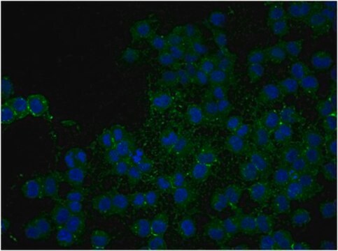 Anti-NG2-Chondroitinsulfat-Proteoglykan-Antikörper, Biotin-Konjugat from rabbit, biotin conjugate