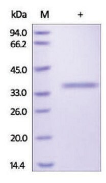 Granzyme B human recombinant, expressed in HEK 293 cells, &#8805;95% (SDS-PAGE)