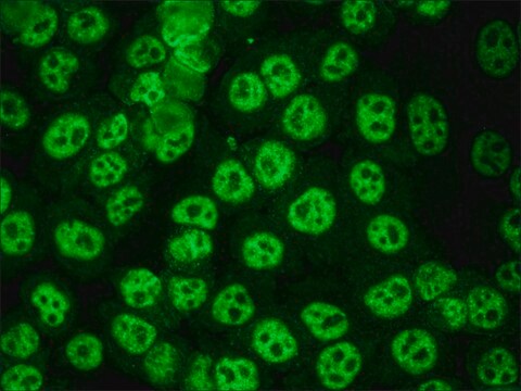 抗-人IgG（全分子）-FITC 山羊抗 IgG fraction of antiserum, buffered aqueous solution