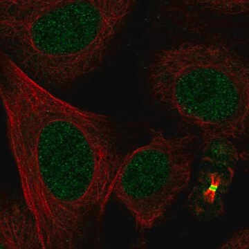 Anti-L3Mbtl1 Antibody Produced In Rabbit Prestige Antibodies&#174; Powered by Atlas Antibodies, affinity isolated antibody, buffered aqueous glycerol solution