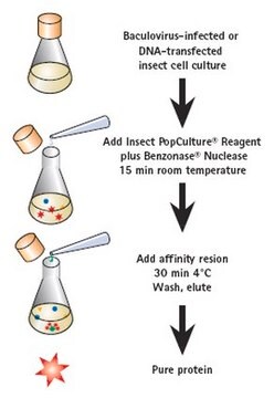 Insect PopCulture&#174; Reagenz Protein extraction directly from insect cell cultures