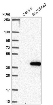 抗SLC25A42抗体 ウサギ宿主抗体 Prestige Antibodies&#174; Powered by Atlas Antibodies, affinity isolated antibody, buffered aqueous glycerol solution