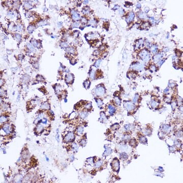 Anti- SHMT2 antibody produced in rabbit