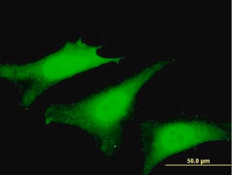 Monoclonal Anti-SVIL antibody produced in mouse clone 6E10, purified immunoglobulin, buffered aqueous solution