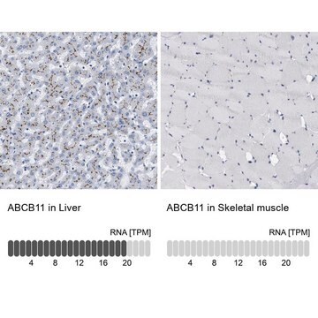 抗ABCB11 ウサギ宿主抗体 Prestige Antibodies&#174; Powered by Atlas Antibodies, affinity isolated antibody, buffered aqueous glycerol solution