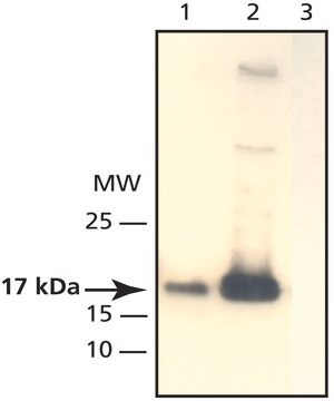 Anti-CENP-A (C-terminal) antibody produced in rabbit ~2&#160;mg/mL, affinity isolated antibody, buffered aqueous solution