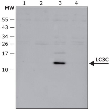 Przeciwciało anty-LC3Cprodukowane u królików affinity isolated antibody, buffered aqueous solution