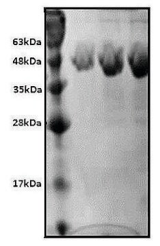 Oxalate Decarboxylase recombinant, expressed in HEK 293 cells, &#8805;98% (SDS-PAGE)