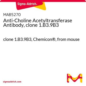 Anti-Choline Acetyltransferase Antibody, clone 1.B3.9B3 clone 1.B3.9B3, Chemicon&#174;, from mouse