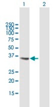 Anti-CTSS antibody produced in mouse purified immunoglobulin, buffered aqueous solution