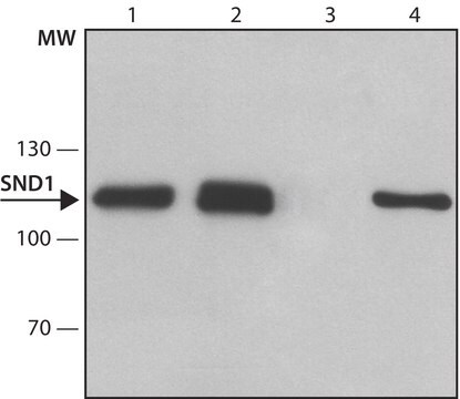 Anti-SND1 antibody produced in rabbit ~1.0&#160;mg/mL, affinity isolated antibody