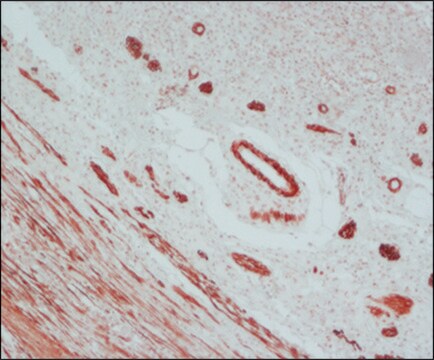 Anti-Maus-IgG (Fab-spezifisch)–Peroxidase in Ziege hergestellte Antikörper affinity isolated antibody, buffered aqueous solution