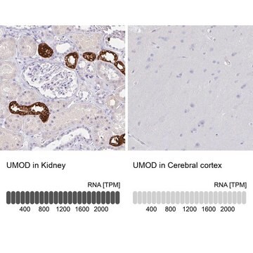 抗UMOD抗体 ウサギ宿主抗体 Prestige Antibodies&#174; Powered by Atlas Antibodies, affinity isolated antibody, buffered aqueous glycerol solution