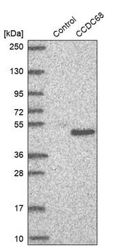 Anti-CCDC68 antibody produced in rabbit Prestige Antibodies&#174; Powered by Atlas Antibodies, affinity isolated antibody, buffered aqueous glycerol solution