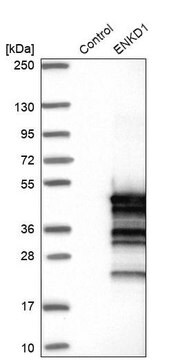 Anti-ENKD1 antibody produced in rabbit Prestige Antibodies&#174; Powered by Atlas Antibodies, affinity isolated antibody, buffered aqueous glycerol solution