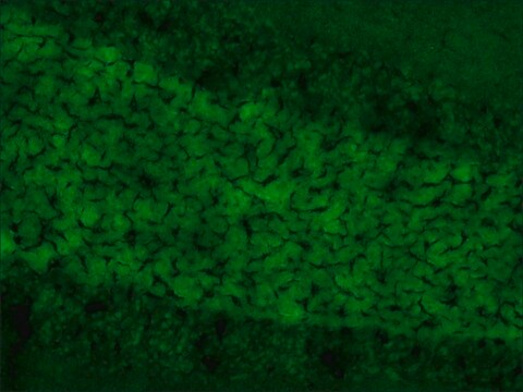 抗SynCAM ウサギ宿主抗体 affinity isolated antibody, buffered aqueous solution