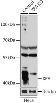 Anti-XPA antibody produced in rabbit