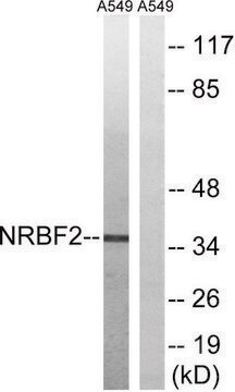 Anti-NRBF2 antibody produced in rabbit affinity isolated antibody