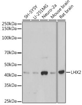 Anti-LHX2 antibody produced in rabbit