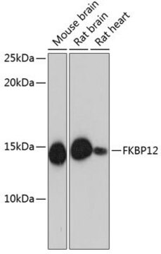 Anti-FKBP12 antibody produced in rabbit