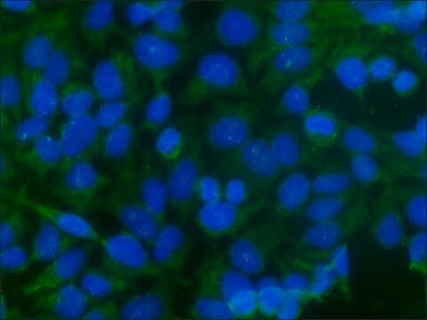 Anti-Caspase 3, aktiv in Kaninchen hergestellte Antikörper IgG fraction of antiserum, buffered aqueous solution