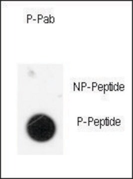 Anti-Phospho-ANTXR1-pY425 antibody produced in rabbit affinity isolated antibody, buffered aqueous solution