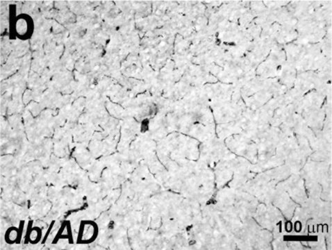 Anticuerpo anti-actina, &#945;músculo liso monoclonal de ratón clone 1A4, purified from hybridoma cell culture