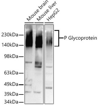 Przeciwciało przeciw glikoproteinie P, klon 2U4E9, królicze monoklonalne