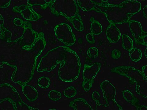 Monoclonal Anti-Cytokeratin Peptide 19 antibody produced in mouse clone A53-B/A2, tissue culture supernatant