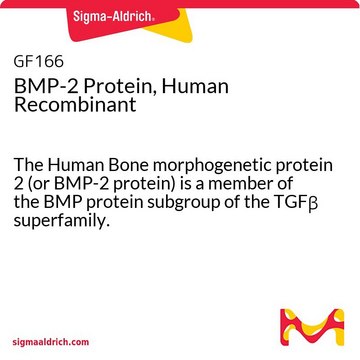 Proteina BMP-2, ricombinante umana The Human Bone morphogenetic protein 2 (or BMP-2 protein) is a member of the BMP protein subgroup of the TGF&#946; superfamily.